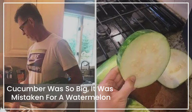 A Big Cucumber that looks like Watermelon