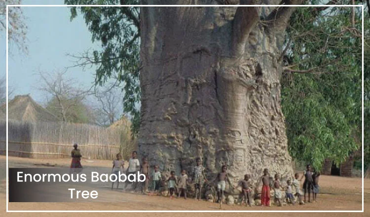 Enormous Baobab Tree