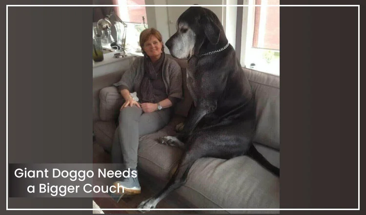 Giant Doggo Needs a Bigger Couch 