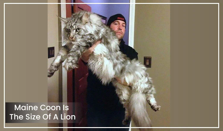 This Maine Coon Is The Size Of A Lion