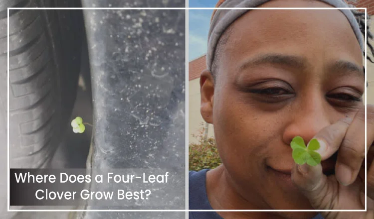 Where Does a Four-Leaf Clover Grow Best?